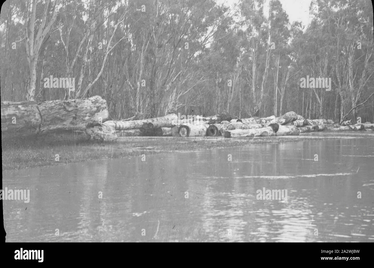 Diapositive - Red Gum de sciage, Murray River, New South Wales et Victoria, date inconnue, image en noir et blanc de billes de gomme rouge pour le transport d'attente le long du fleuve Murray, photographié par H.A. Purnell. Un des nombreux formant l'A.J. Campbell Collection détenus par Museum Victoria Banque D'Images