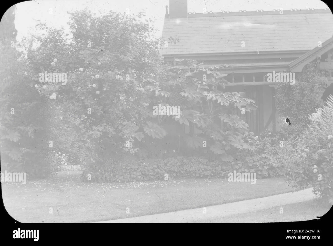 Diapositive - jardin de banlieue, l'Australie, date inconnue, image en noir et blanc d'un jardin de banlieue photographié par A.J. Campbell Banque D'Images