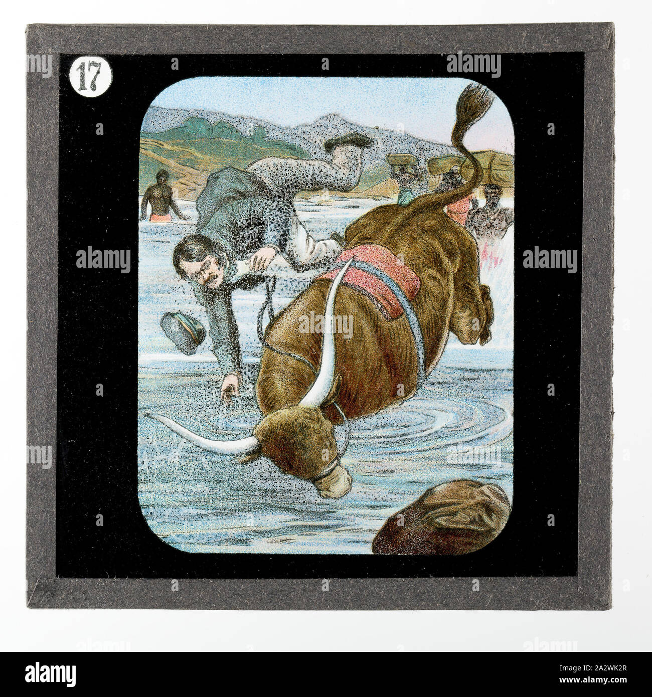 Diapositive - jeté d'un Bœuf, de vie et de travail du Dr David Livingstone, vers 1900, diapositive représentant David Livingstone étant jeté d'un Bœuf. Elle fait partie d'un ensemble incomplet de 40 diapositives, deux sont manquants, illustrant les faits marquants de la vie de Livingstone et de voyages. Ces diapositives ont été fabriqués par la London Stereoscopic & Photographic Company pour la Société Missionnaire de Londres, vers 1900. Le Dr David Livingstone (1813-1873) a passé trente ans en Afrique comme missionnaire Banque D'Images