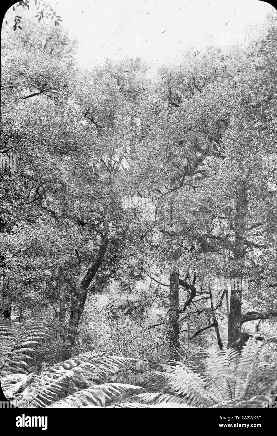 Diapositive - Arbres, Sassafras, Victoria, date inconnue, image en noir et blanc d'arbres dans des Sassafras photographié par A.J. Campbell Banque D'Images