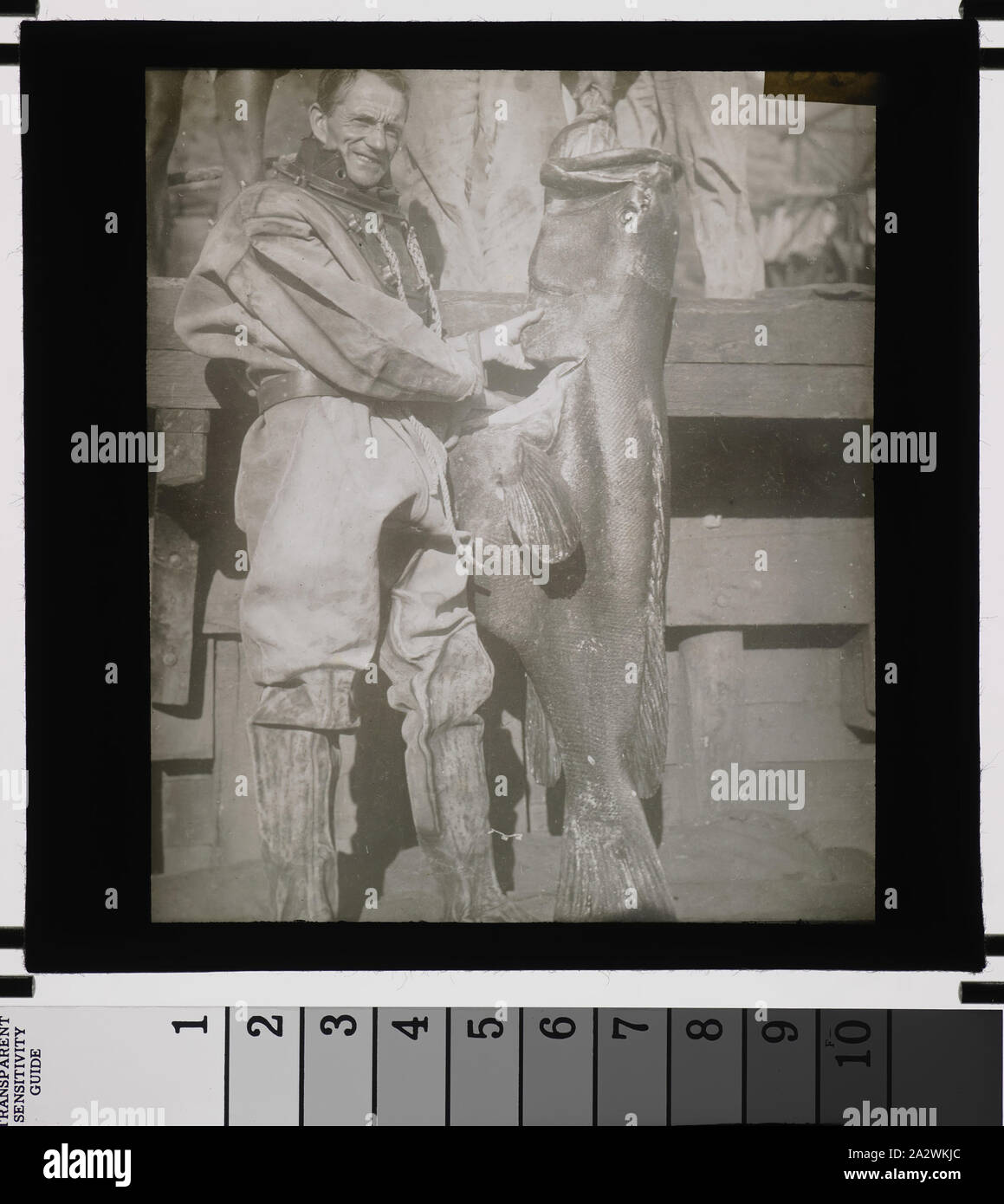 Diapositive - Homme en combinaison de plongée avec des poissons, vers 1920, diapositive sur Noir et blanc avec une photo d'un homme dans une combinaison de plongée (casque enlevé) avec un gros poisson. Il semble être lié à deux autres photographies prises dans le Pacifique Banque D'Images