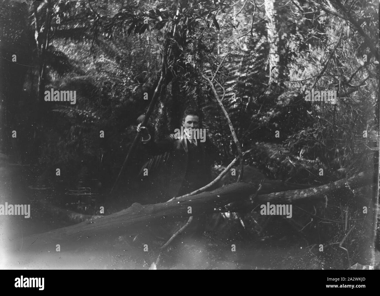 Négatif sur verre - Homme dans la forêt, vers 1920, Noir et blanc 1/6 de  plaque de verre, de négatifs un homme marche à travers sous-bois dense de  forêts ou parcs. La
