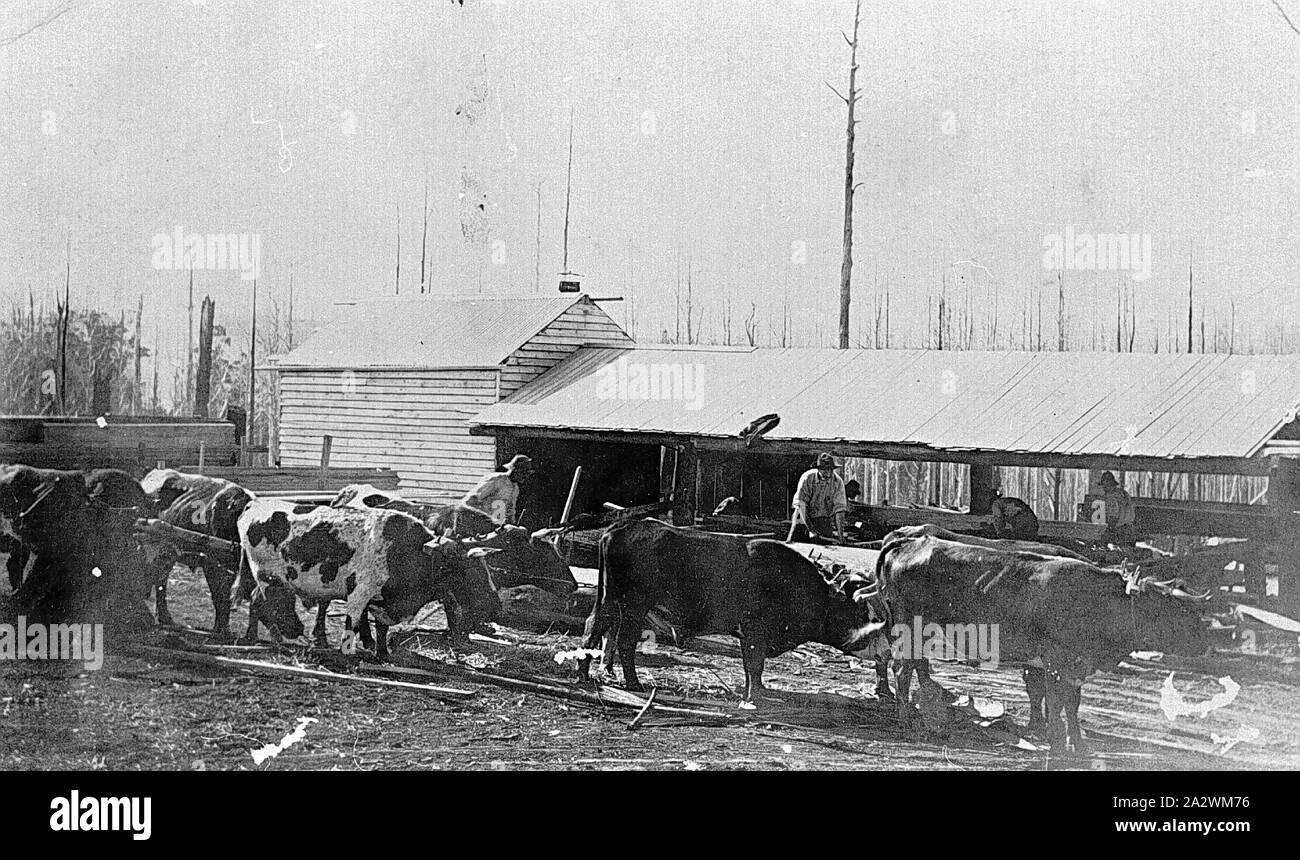 - Négatif à l'extérieur de l'équipe de Bullock Riegel scierie, Lavers Hill, Victoria, vers 1920, à l'extérieur de l'équipe, un taureau Riegel scierie. Il y a un groupe de travailleurs de l'équipe derrière le taureau Banque D'Images