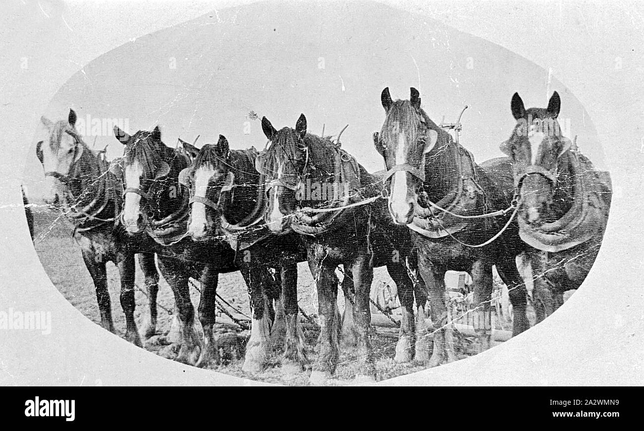 Six-Horse - négatif, l'équipe de Mercer, Mount Victoria, 1910-1920, un six chevaux Banque D'Images