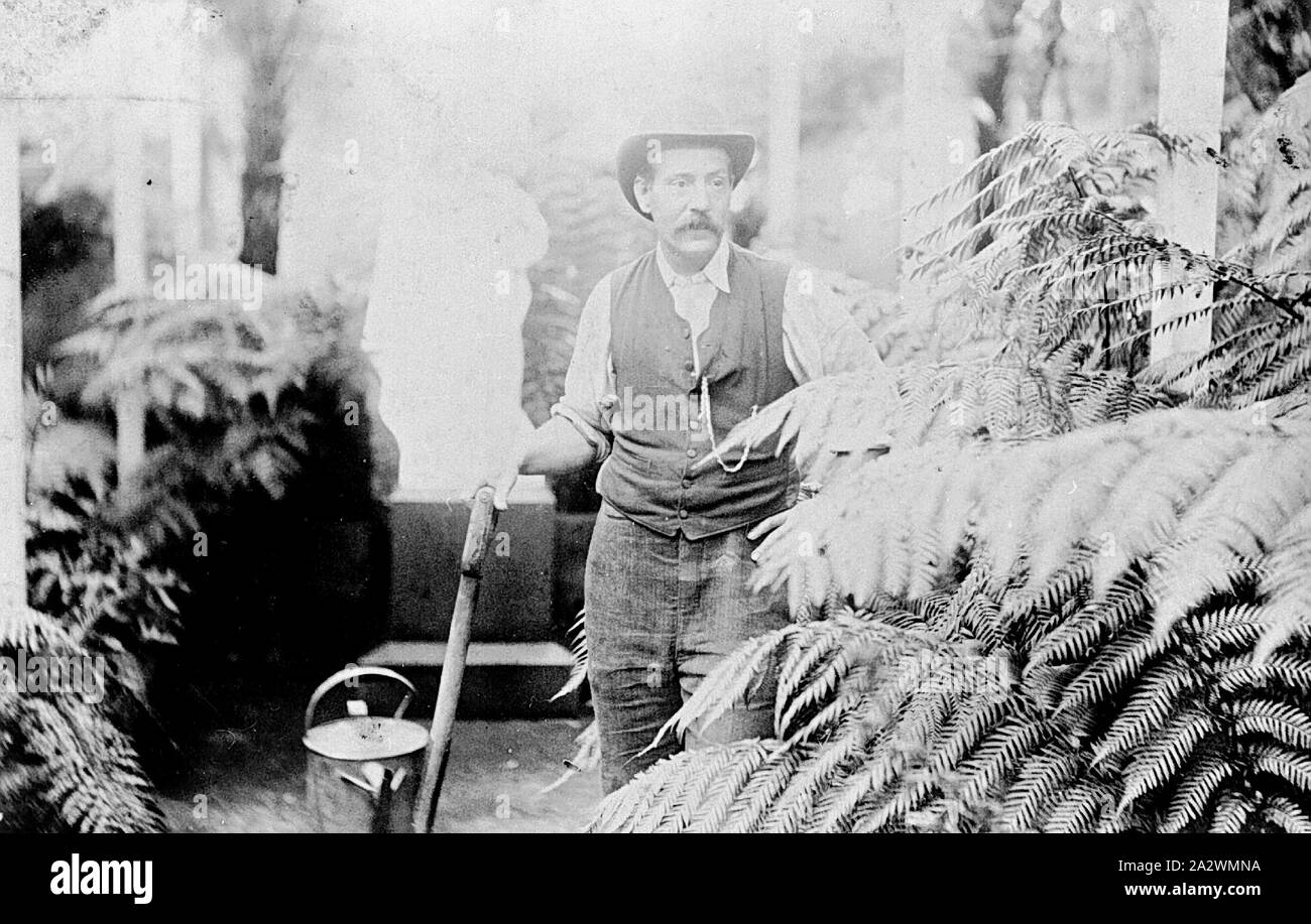 - Négatif dans un jardinier Fernery, Melbourne, Victoria, vers 1885, un jardinier dans un fernery Banque D'Images