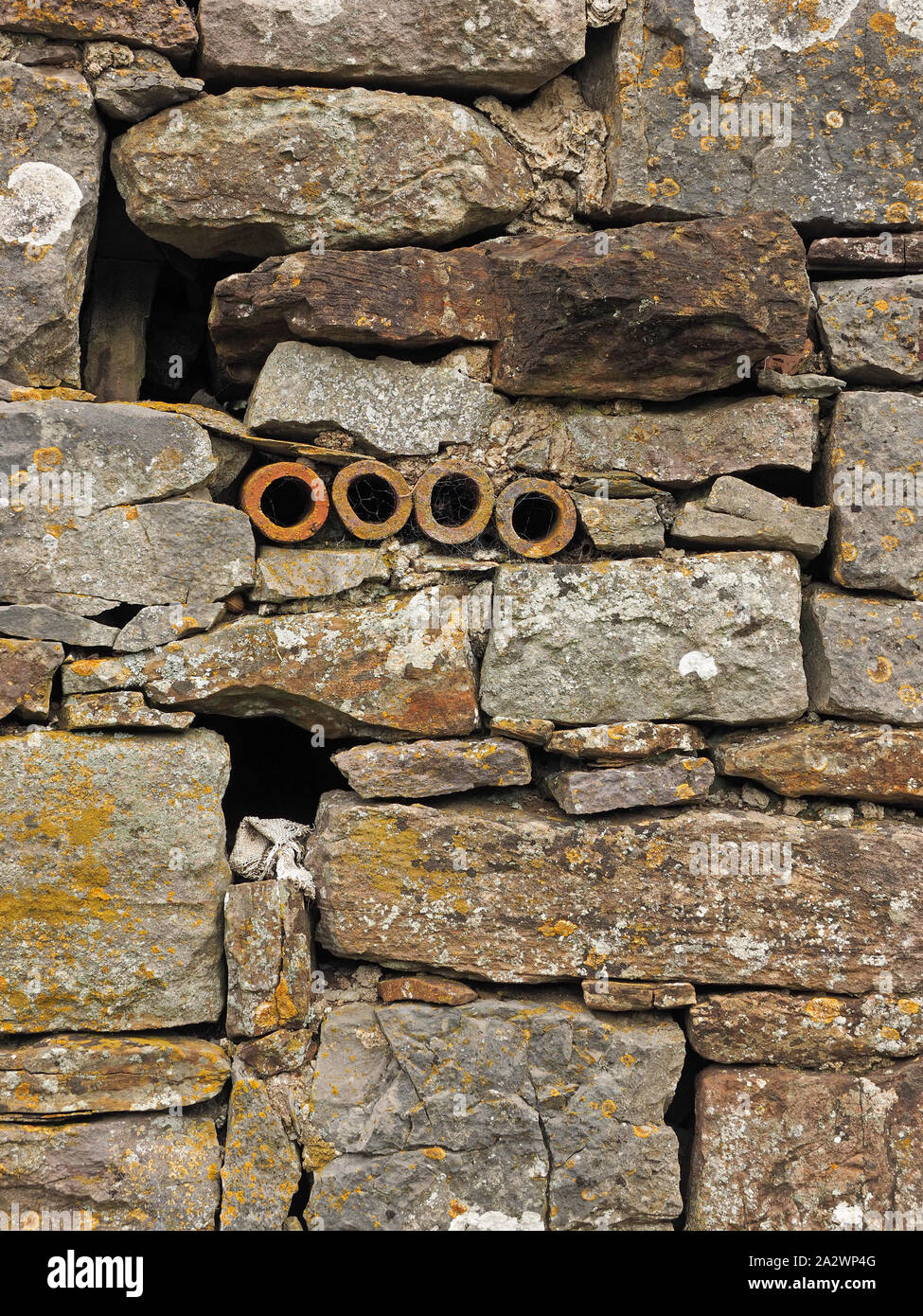 Quatre rondes tuyaux de ventilation argile irrégulières dans le lichen-mur couvert d'ancienne grange en pierre sur une ferme dans le comté de Cumbria, Angleterre, Royaume-Uni Banque D'Images