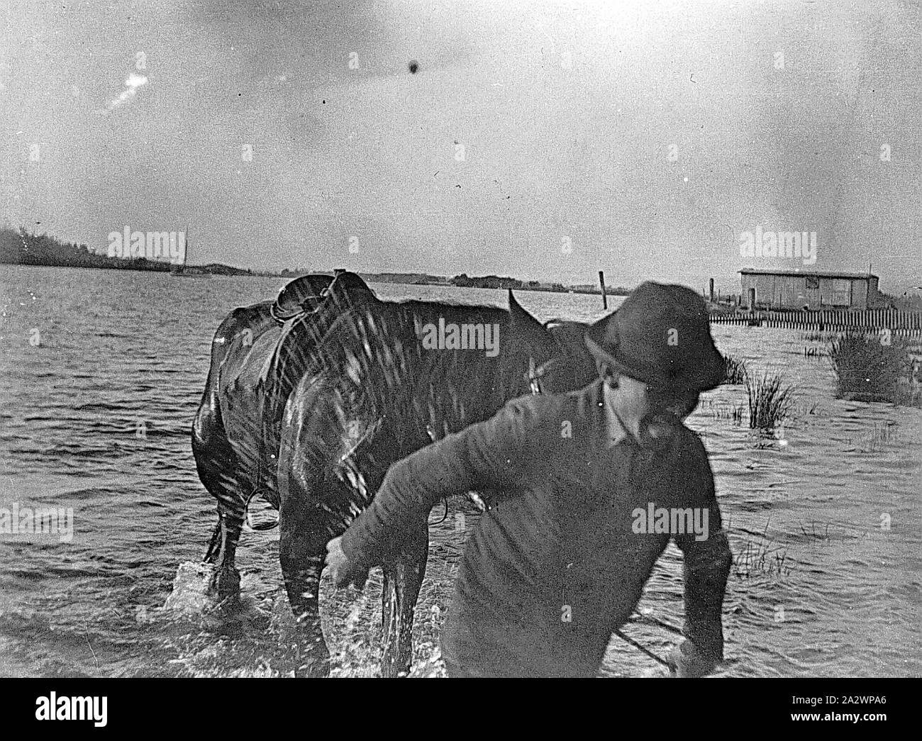 Négatif - District de Launceston, Tasmania, 1900, un homme à la tête d'un cheval dans les eaux de la Rivière Tamar Banque D'Images