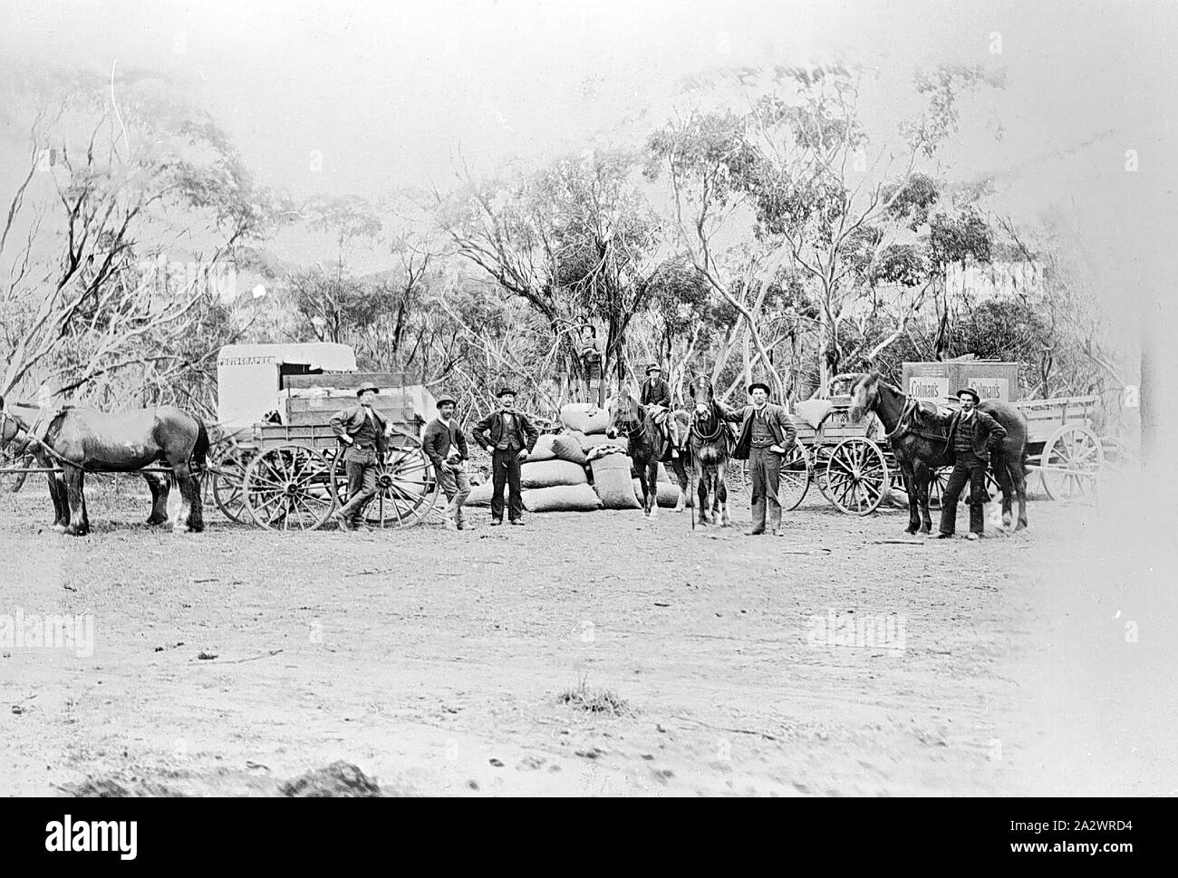 Négatif - Sea Lake, Victoria, vers 1900, les hommes avec les chariots et les chevaux Banque D'Images