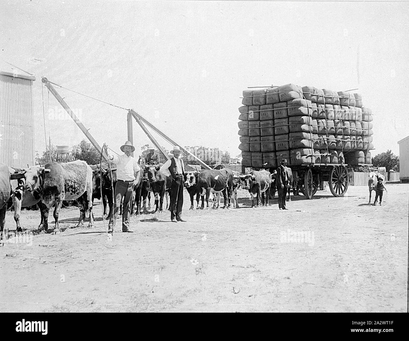 Négatif - Moama, New South Wales, 1905, un chargement de blé record (10 tonnes 18 100 lb 3 lbs 16 qrts) à l'abri de marchandises ferroviaire Moama cour. La charge est dessiné par une équipe de Bullock Banque D'Images
