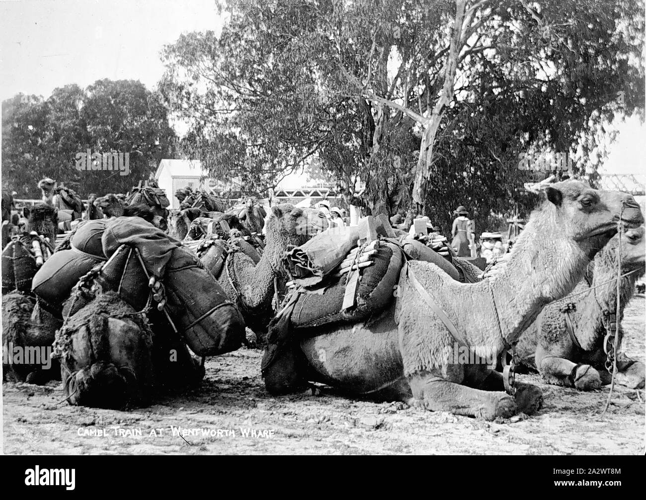 - Négatif au Wentworth Train 'Chameau' Quai, Wentworth, Nouvelle Galles du Sud, vers 1905, un train de chameaux au repos dans Wentworth, Nouvelle Galles du Sud. L'image a été créé par R. W. Martin en vers 1905. Une inscription au bas du message "en train de chameaux à Wentworth quai.' Les chameaux et leurs chameliers ont aidé à transporter les fournitures à l'intérieur des terres pour l'exploitation minière et les industries des moutons, aidé la construction de l'Overland Telegraph Line, la Canning Stock Route, grandes clôtures et l'Trans-Australia Banque D'Images