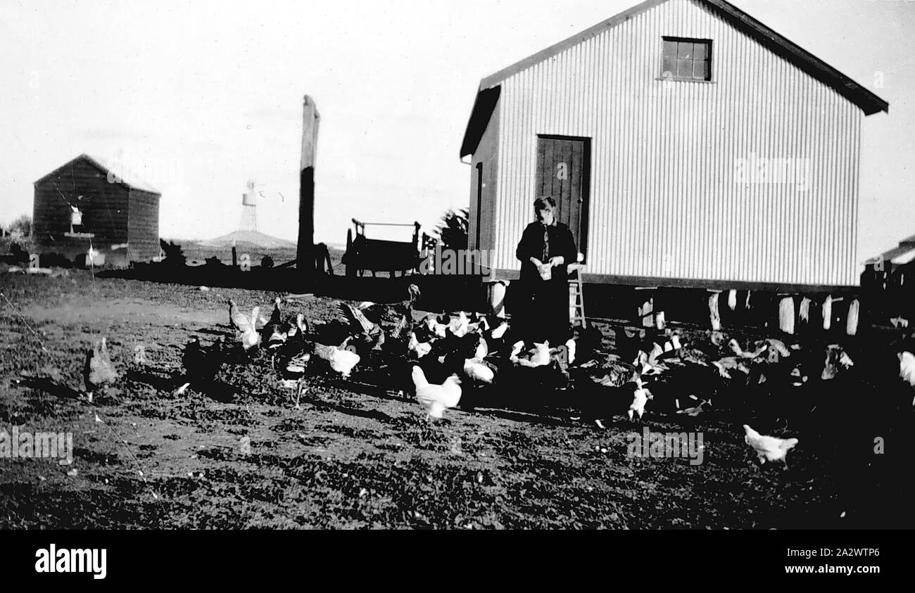 Négatif - l'alimentation des femmes, de la volaille, Victoria, District de Dimboola (1926, une femme se nourrir la volaille. Il y a un bâtiment en tôle ondulée derrière elle Banque D'Images