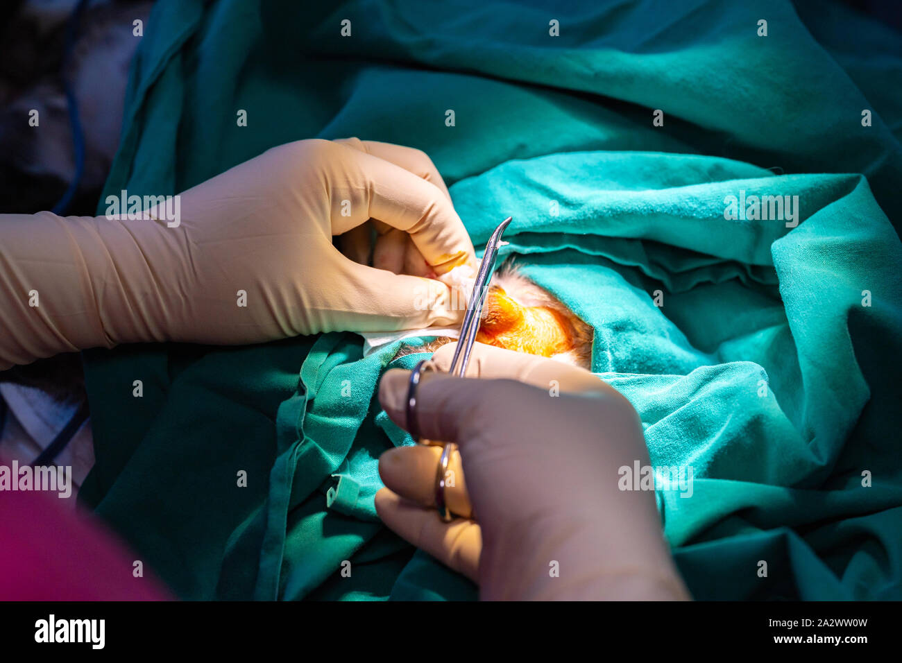 L'orchidectomie féline Technique dans un tabby kitten par un vétérinaire Banque D'Images