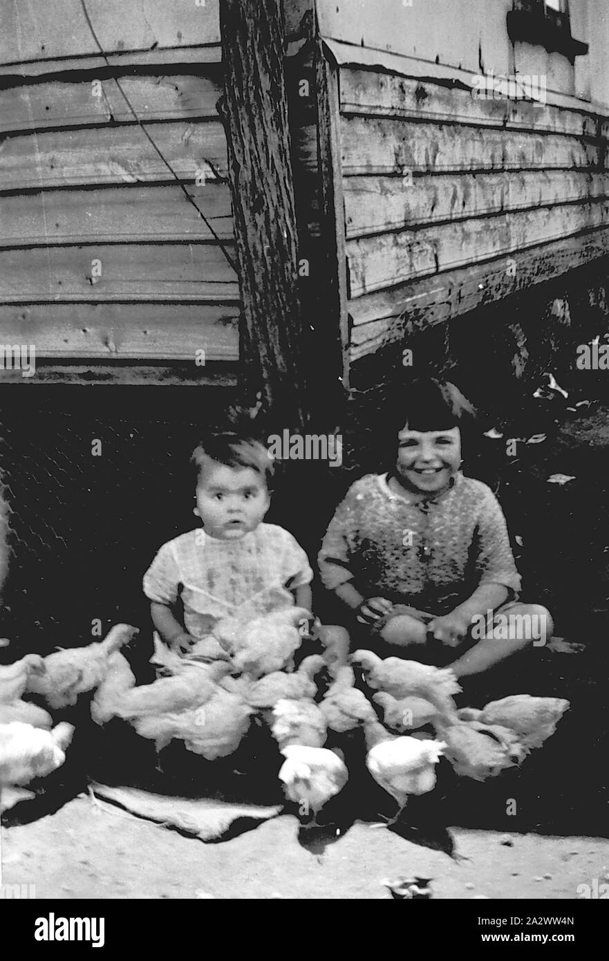 Ginquim - Négatif, Victoria, 1936, deux petites filles nourrir les poulets. La maison avait cinq rangées de ciment puis weatherboards de draps. Le pôle pin tenu le fil de téléphone. Le fil de poulet autour de la chambre d'enfants gardés, d'animaux et déchets provenant de sous la maison Banque D'Images