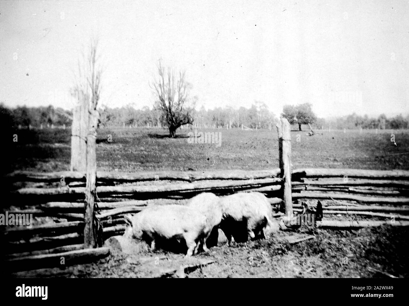 Négatif - Cheshunt, Victoria, vers 1930, les porcs qui ont été engraissés à vendre Banque D'Images