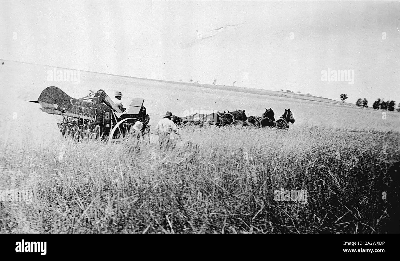 Négatif - District de Shepparton ( ?), Victoria ( ?), vers 1925, un en-tête de l'équipe tirée par un cheval Banque D'Images