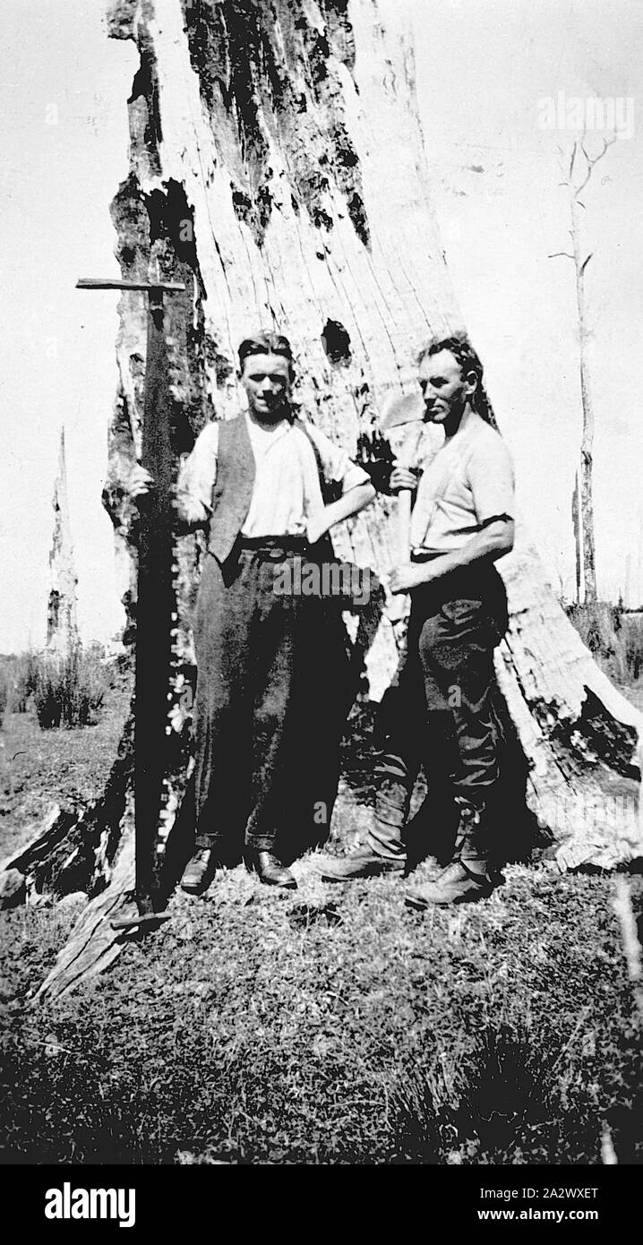 Binginwarri - Négatif, Victoria, 1927, deux hommes, l'un avec une hache et l'autre avec un cross cut vu debout devant un grand arbre Banque D'Images