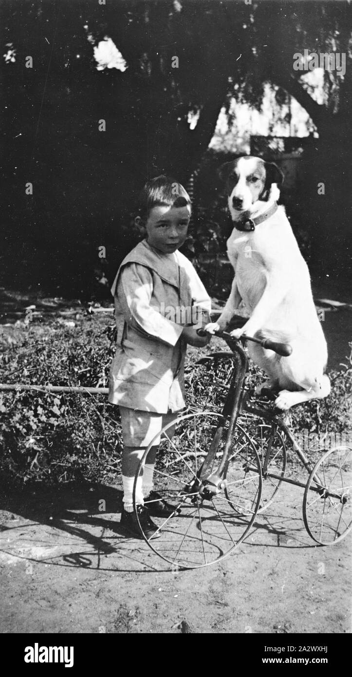 Négatif - Horsham, Victoria, 1922, un petit garçon avec un chien qui est perché sur un tricycle. Le chien s'appelait'Spot Banque D'Images