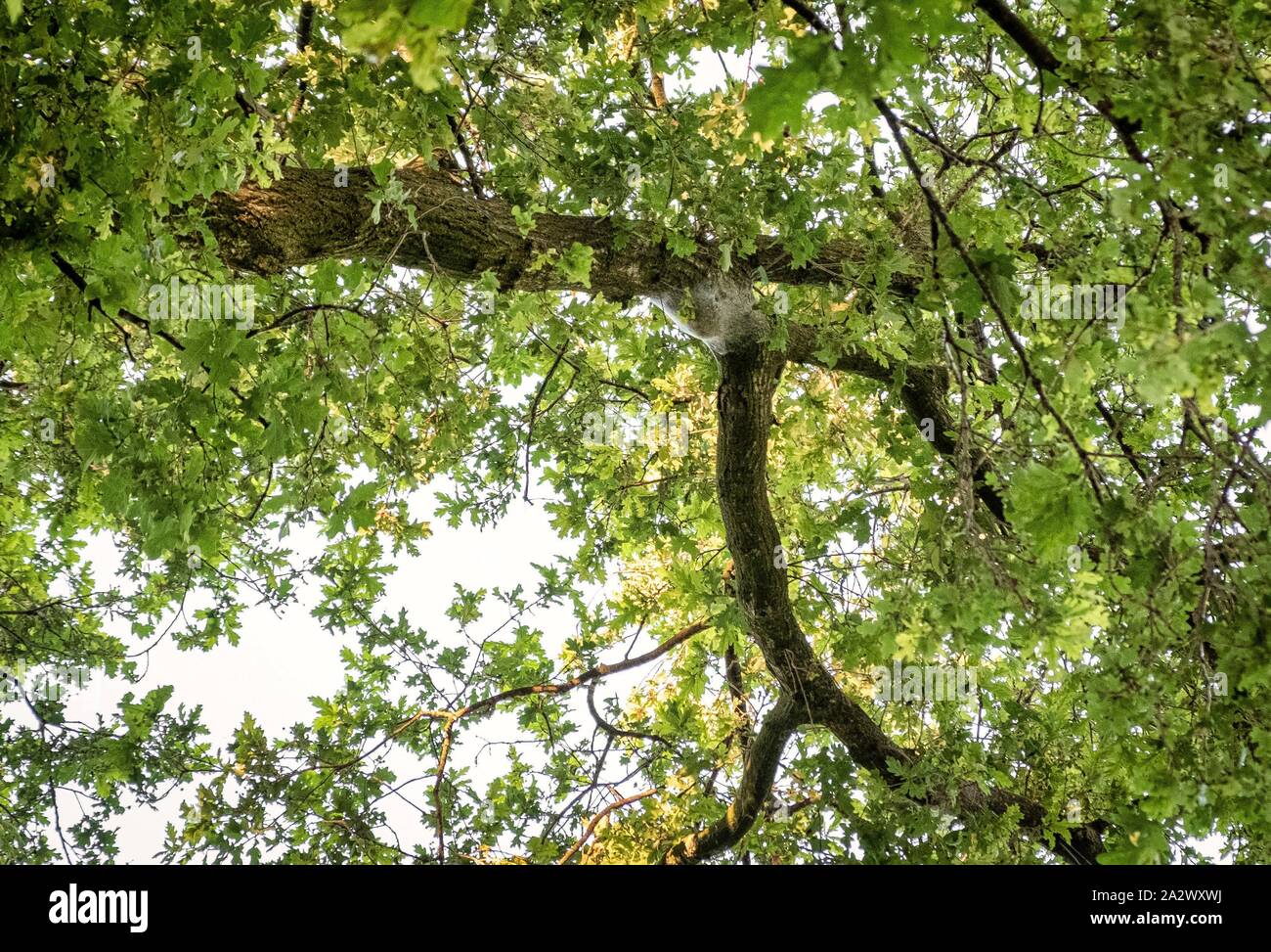 Caterpillar chenille processionnaire chêne nid sur un arbre de chêne de l'été 2019 aux Pays-Bas Banque D'Images