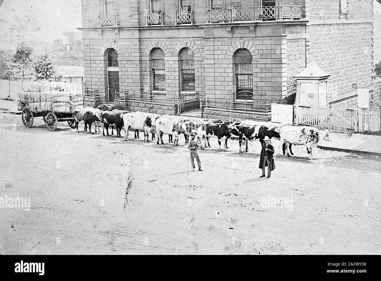 Négatif - Geelong, Victoria, vers 1890, une charge d'un chariot de laine dessiné par un taureau en équipe. Dans l'arrière-plan est la banque à charte de Londres de l'Australie Banque D'Images