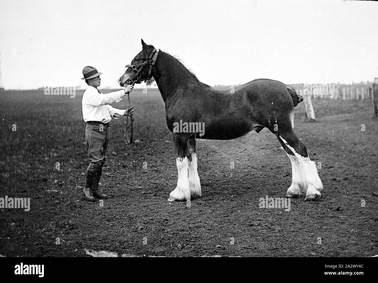 - Négatif, Victoria Wimmera, vers 1935, Hugh McGregor avec son cheval Banque D'Images