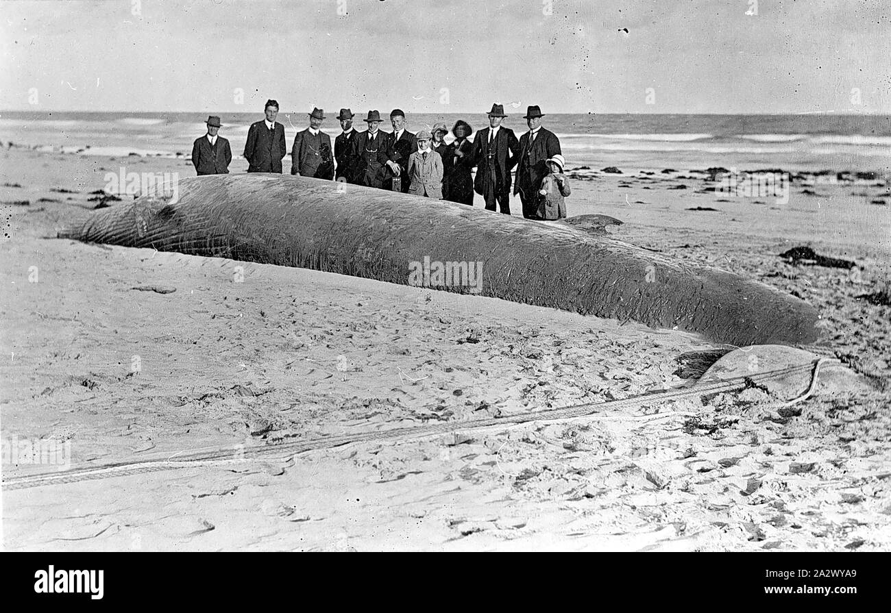 Négatif - Torquay, Victoria, vers 1930, un groupe de personnes avec une baleine qui a été échouée sur la plage Banque D'Images