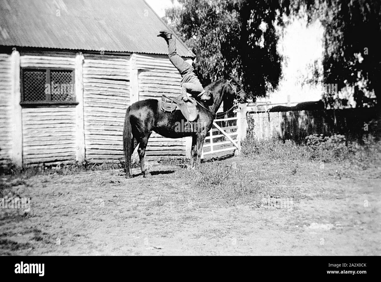 Négatif - Deniliquin District, New South Wales, 1932, un jackaroo faire un ATR sur son cheval. Dans l'arrière-plan sont les écuries sur 'Willurah' station. Ils sont construits à partir de billes avec un toit en tôle ondulée Banque D'Images