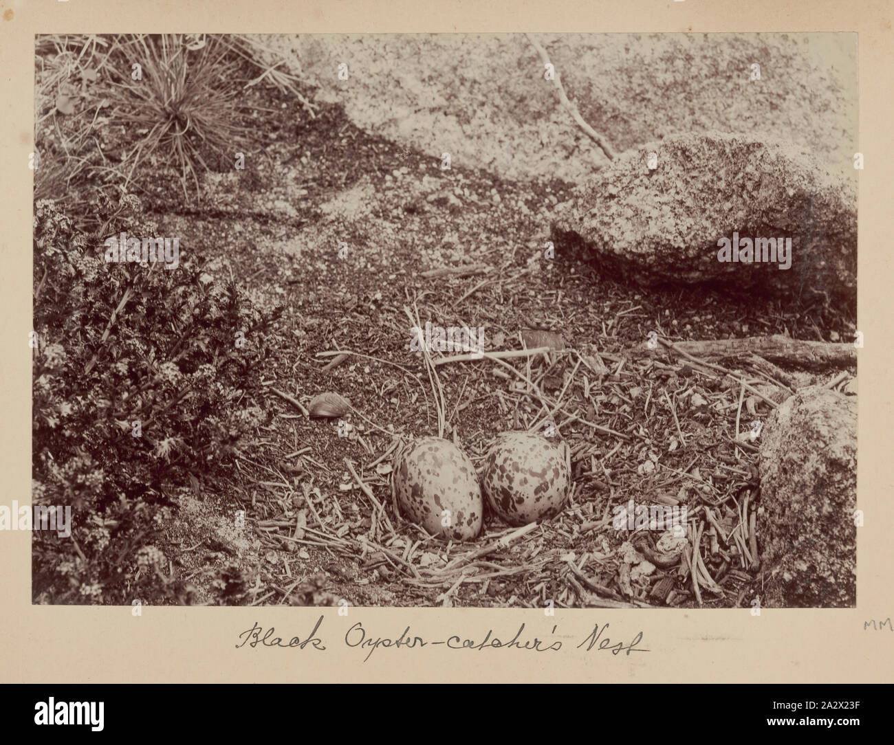 Photographie - l'Huîtrier pie, Furneaux Group, le détroit de Bass, 1893, l'un des soixante-neuf noir et blanc et photographies sépia dans un album relié [6] sont mal prises par un J Campbell lors d'un Field Naturalists' Club of Victoria de savants dans le groupe d'îles Furneaux, le détroit de Bass, en novembre1893 Banque D'Images