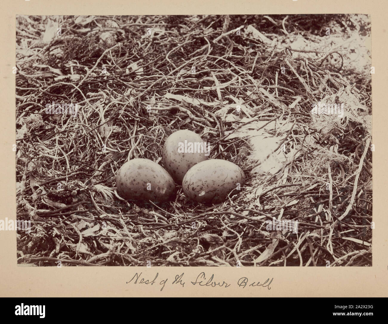 Photographie - nids de Silver Gull (Larus novaehollandiae), Furneaux Group, le détroit de Bass, 1893, l'un des soixante-neuf noir et blanc et photographies sépia dans un album relié [6] sont mal prises par un J Campbell lors d'un Field Naturalists' Club of Victoria de savants dans le groupe d'îles Furneaux, le détroit de Bass, en novembre1893 Banque D'Images