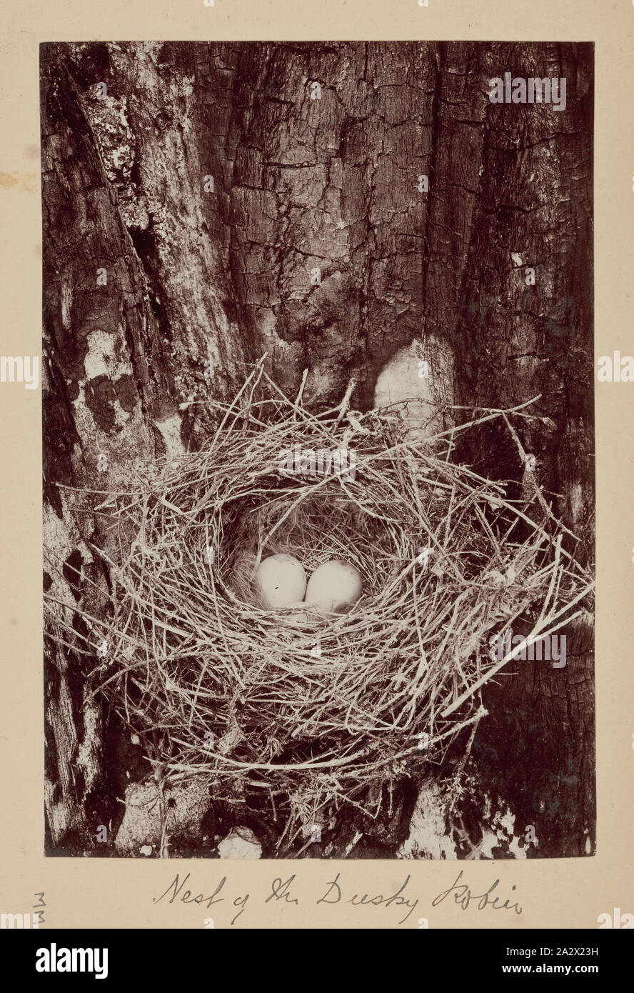 Photographie - nids de Dusky Robin (Melanodryas vittata), Furneaux Group, le détroit de Bass, 1893, l'un des soixante-neuf noir et blanc et photographies sépia dans un album relié [6] sont mal prises par un J Campbell lors d'un Field Naturalists' Club of Victoria de savants dans le groupe d'îles Furneaux, le détroit de Bass, en novembre1893 Banque D'Images