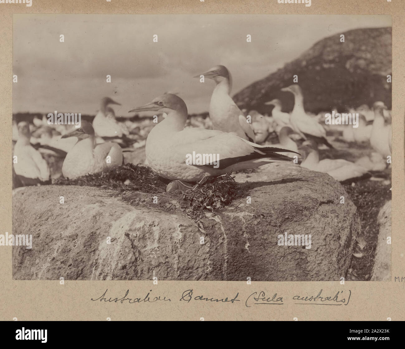 Photographie - Le Fou de Bassan (Sula australis), Furneaux Group, le détroit de Bass, 1893, l'un des soixante-neuf noir et blanc et photographies sépia dans un album relié [6] sont mal prises par un J Campbell lors d'un Field Naturalists' Club of Victoria de savants dans le groupe d'îles Furneaux, le détroit de Bass, en novembre1893 Banque D'Images