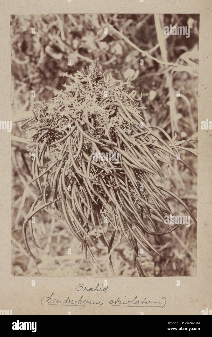 Photographie - Orchidée dendrobium '(Striolatum)', Flinders Island, 1893, l'un des soixante-neuf noir et blanc et photographies sépia dans un album relié [dont six sont desserrés] prises par un J Campbell lors d'un Field Naturalists' Club of Victoria de savants dans le groupe d'îles Furneaux, le détroit de Bass, en novembre1893 Banque D'Images