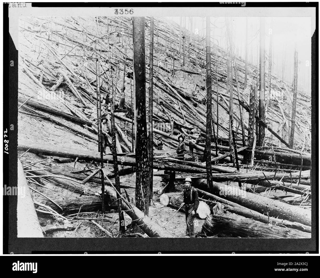 Suite de l'ouragan et le feu dans un peuplement dense de pin blanc de l'Idaho sur peu d'embranchement nord de la rivière Saint Joe, Coeur d'Alene, Idaho Banque D'Images