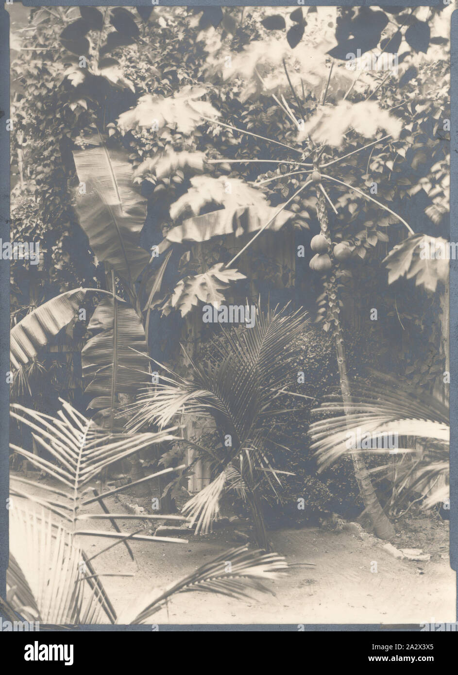 Photographie, Paw Paw arbre dans le jardin arrière, Direction générale de Kodak, Townsville, QLD, 1930, photographie de sépia le jardin à l'arrière de la direction générale de Kodak Australasia Pty Ltd magasin et traitement le jour même laboratoire sur Flinders Street, Townsville, Queensland, dans les années 1930. Cette photo se concentre sur un arbre sylmar de fructification au bord d'un lit de jardin, également remplie de palmiers tropicaux et d'autres vignes. Cette boutique Kodak a été construite en 1920, avec le deuxième étage ajouté en 1929. A l'étage Banque D'Images