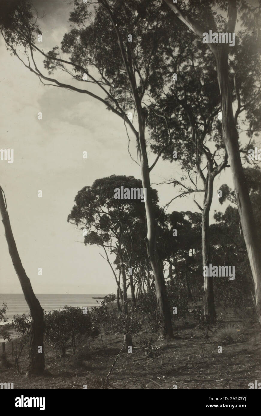 Photographie - Paysage, district de Lorne, Victoria, vers 1920, l'image en noir et blanc d'arbres le long des côtes près de Lorne, Victoria. En décembre 1899 et a commencé une forte association avec Lorne qui devait durer 50 ans Banque D'Images