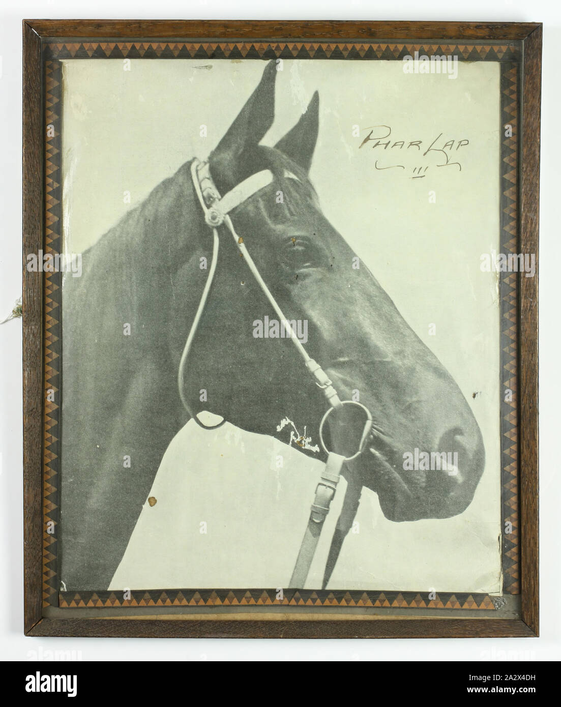 Photographie - Photographie Phar Lap, encadré, 1930, encadré de photographie magazine Phar Lap's head and shoulders Banque D'Images