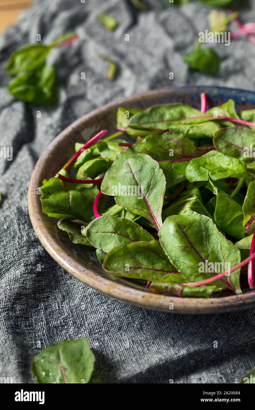 Matieres Organiques Vert Feuilles De Betterave Bebe Pret A Manger Photo Stock Alamy Matieres Organiques Vert Feuilles De Betterave Bebe Pret A Manger Photo Stock Alamy