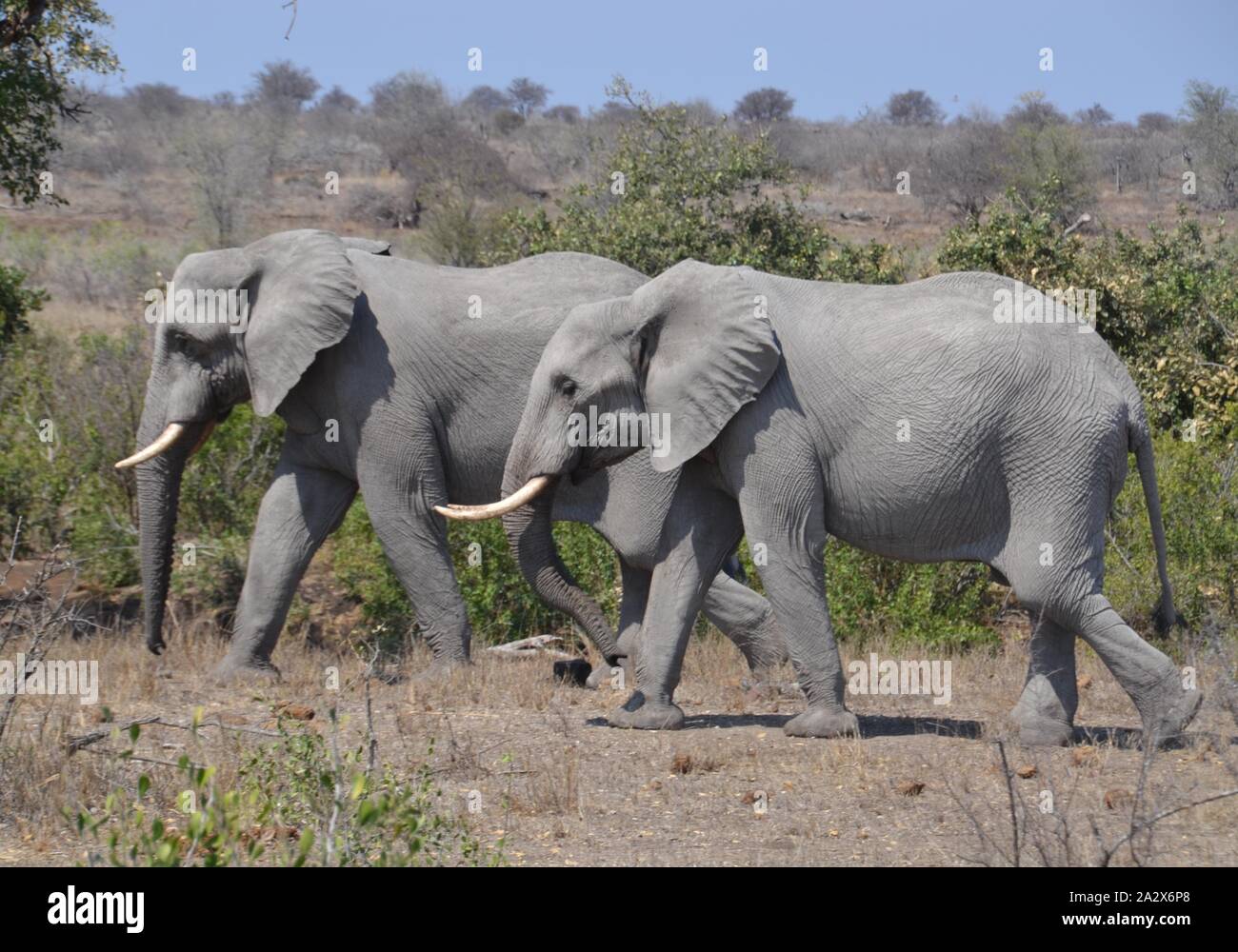 La tête, les cornes et les épaules d'un grand cobe debout dans l'herbe haute veld dans Kruger National Park Banque D'Images