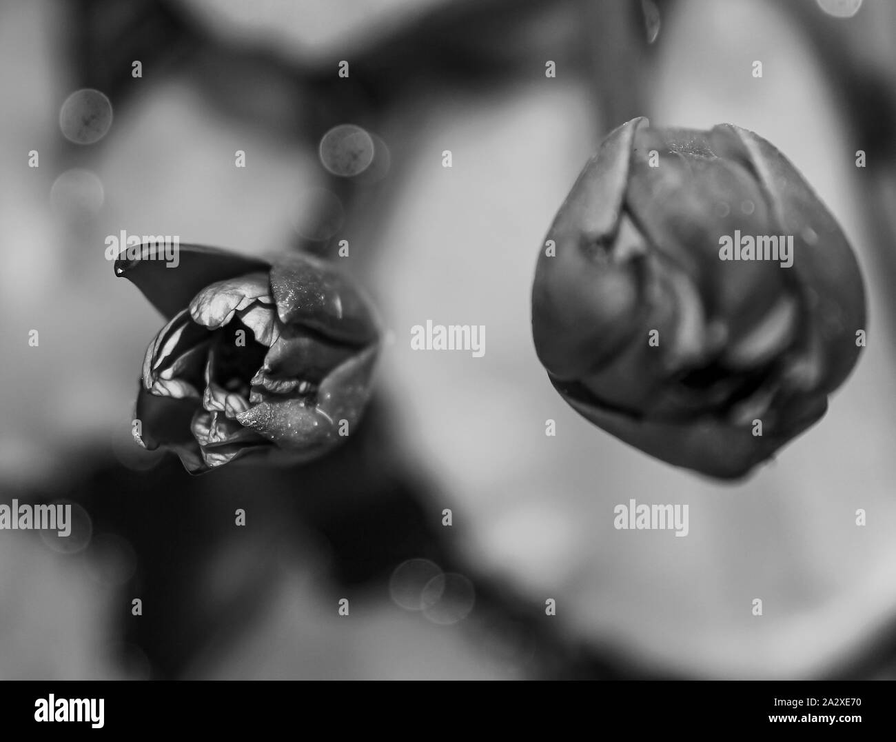 Lis d’eau Banque D'Images