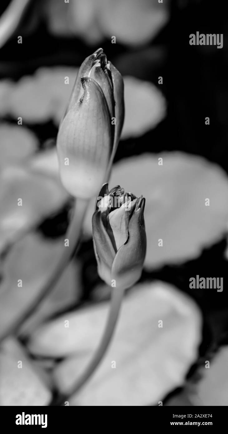 Lis d’eau Banque D'Images