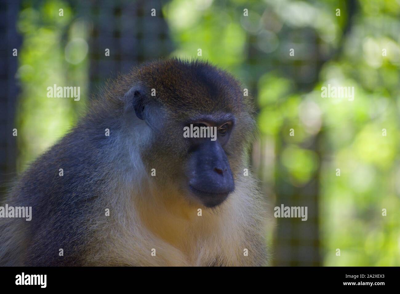 Allen's swamp monkey allenopithecus nigrovirdis au zoo de Cleveland Banque D'Images