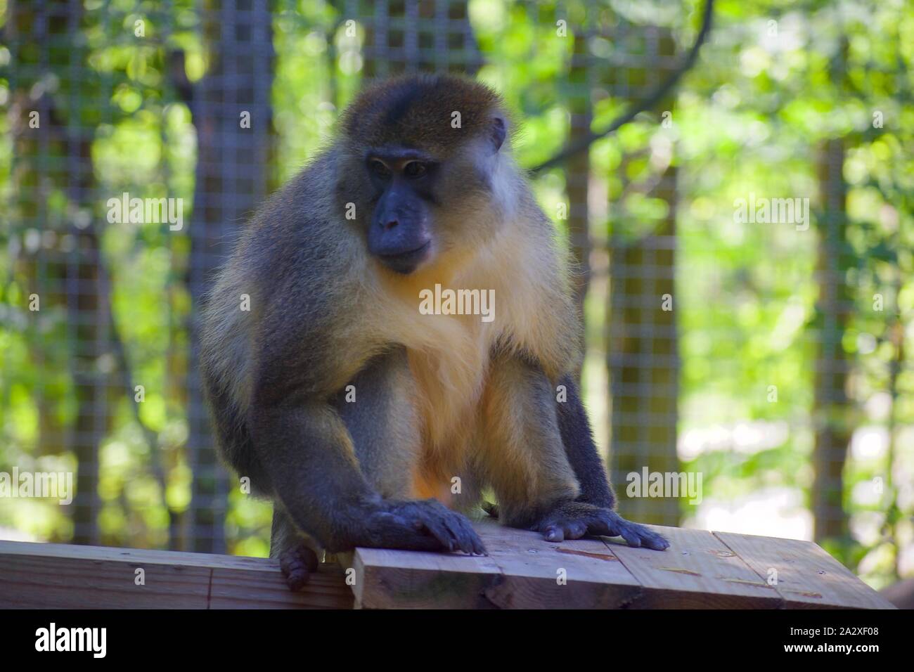 Allen's swamp monkey allenopithecus nigrovirdis au zoo de Cleveland Banque D'Images