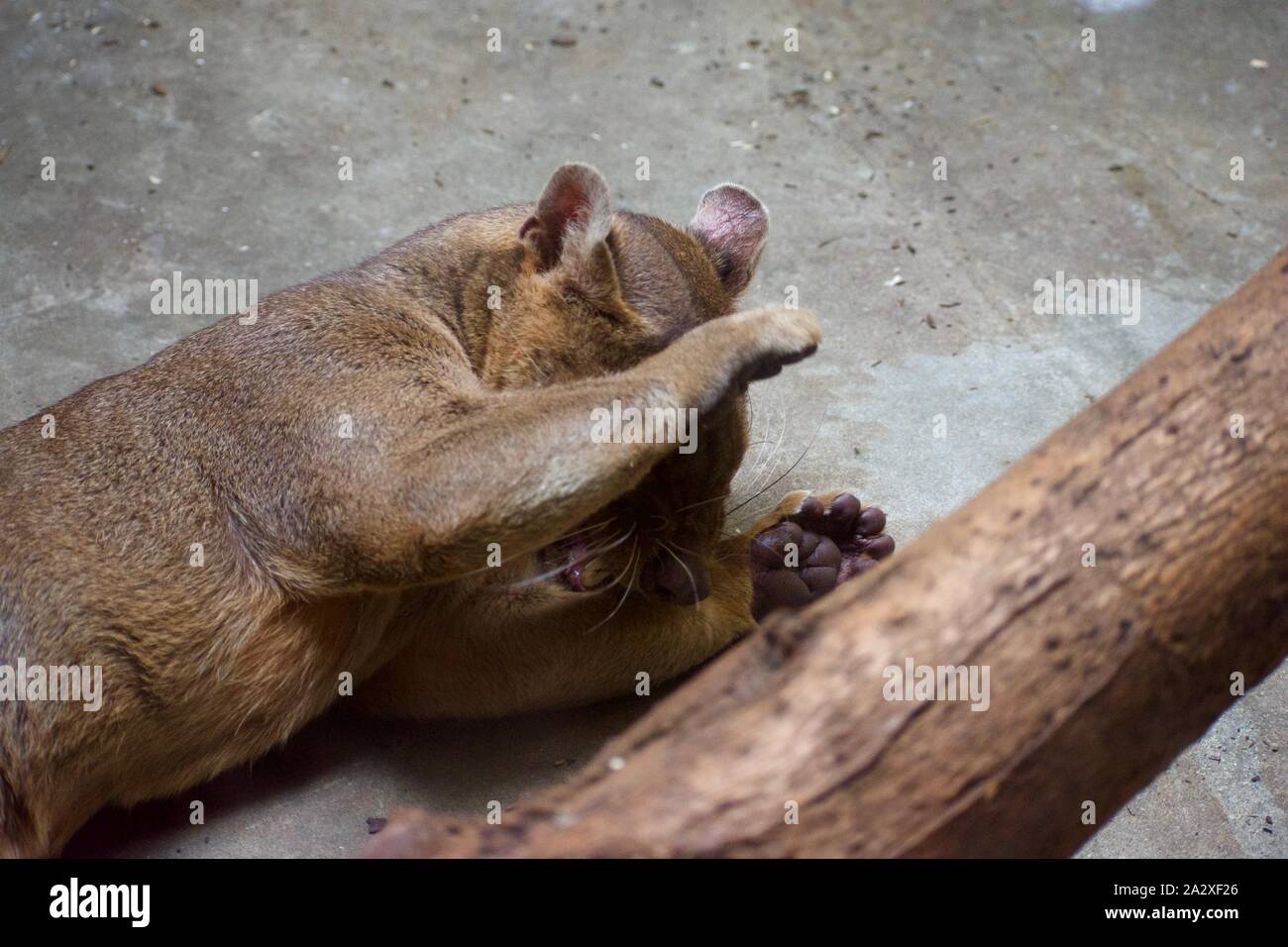 CRYPTOPROCTA FEROX, aka fossa est un preditory catlike grand mammel Banque D'Images