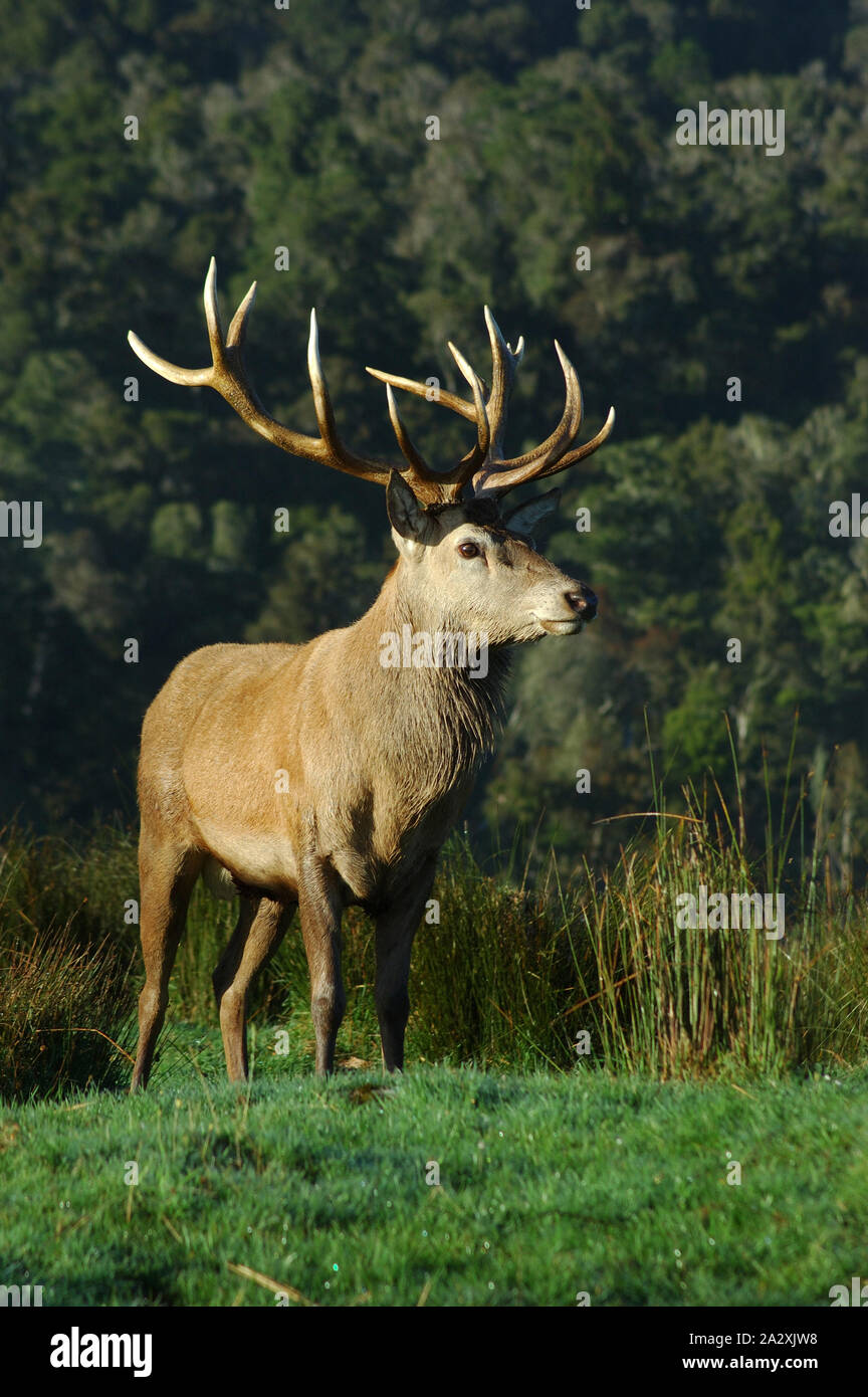 Un point 16 red deer stag de SCI 316, côte ouest, île du Sud, Nouvelle-Zélande Banque D'Images