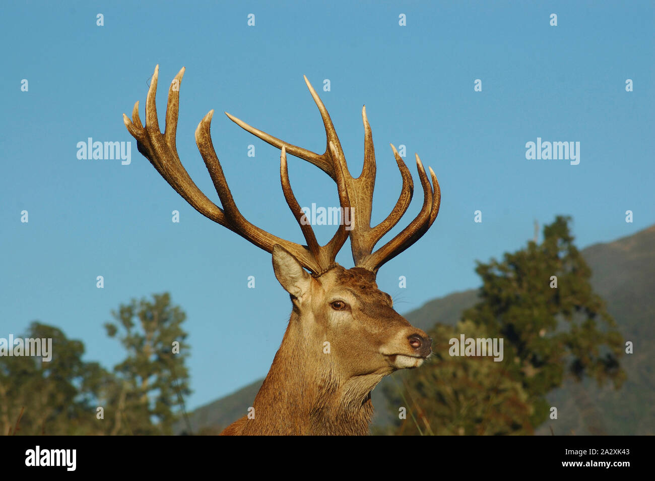 Un point 16 red deer stag de SCI 316, côte ouest, île du Sud, Nouvelle-Zélande Banque D'Images