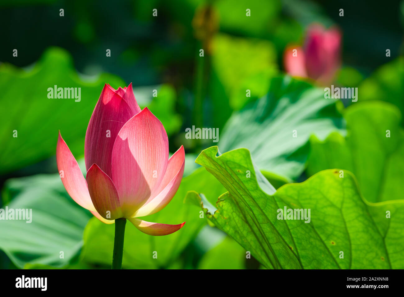 Belle fleur de lotus commençant à fleurir au jardin Ritsurin, Kagawa, Japon. Banque D'Images