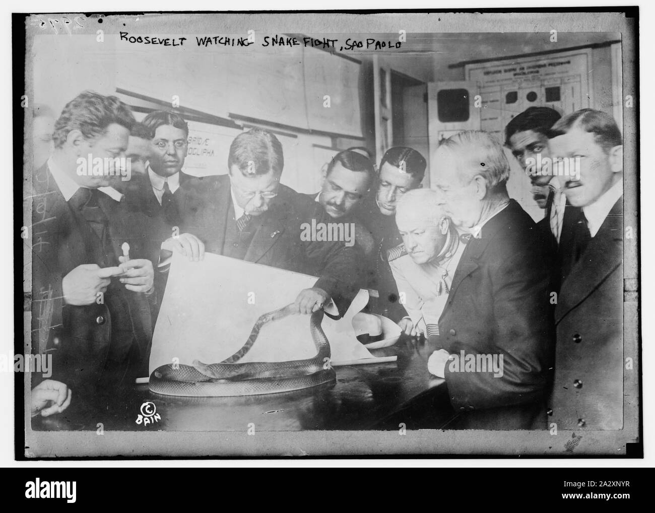 Roosevelt regardant snake lutte, Sao Paolo Banque D'Images