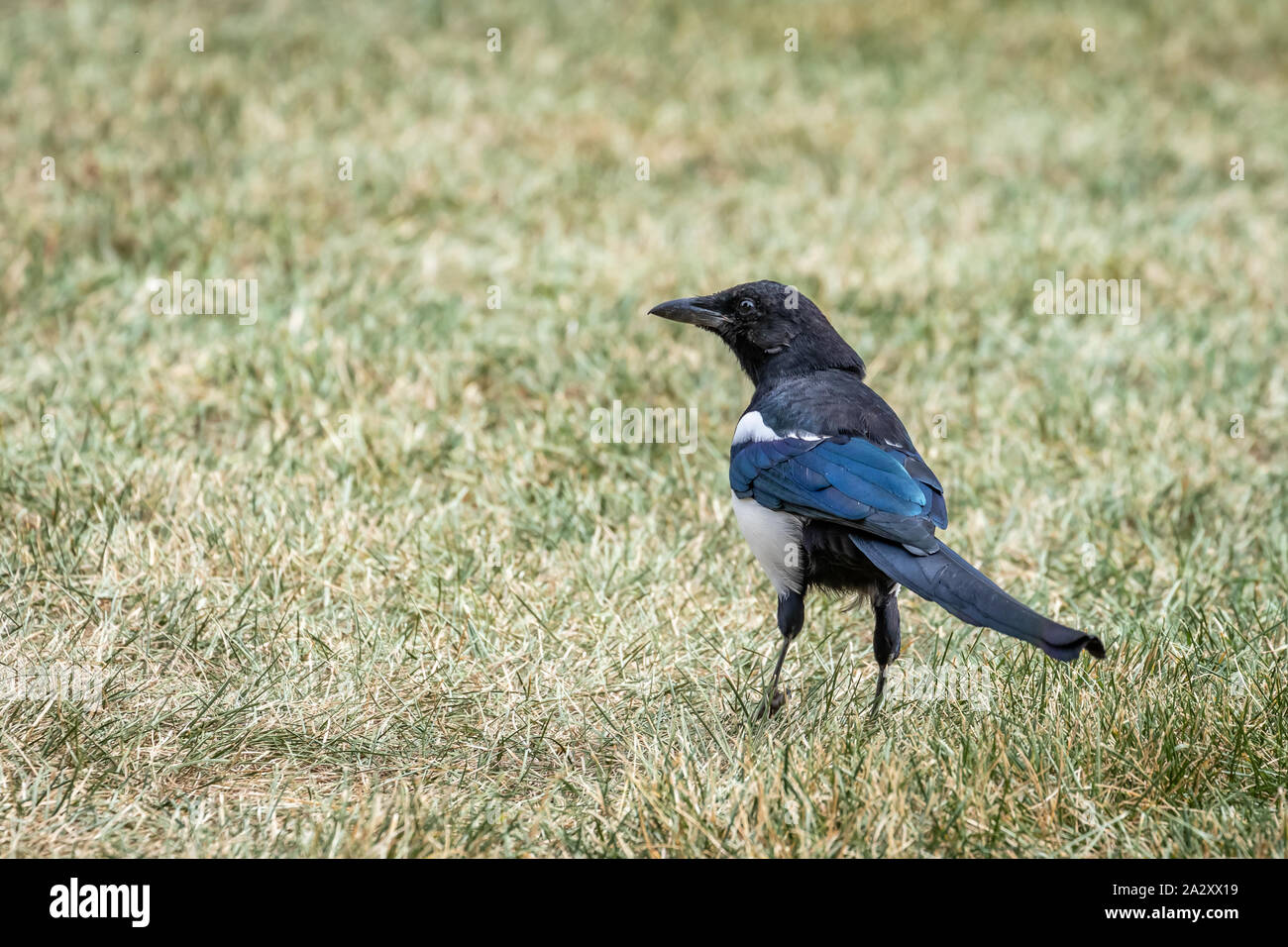 Black Pie bavarde (Pica hudsonia) au Colorado Banque D'Images
