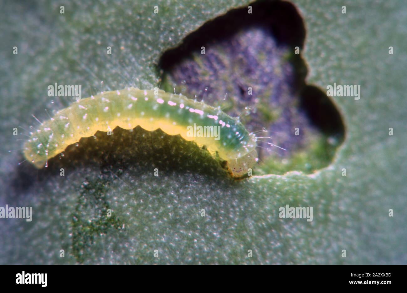 CHENILLE NOUVELLEMENT H'EMOULEE DU PAPILLON BLANC DU CHOU (PIERIS BRASSICAE) ET DU DAMAGEDIT PROVOQUANT UNE USINE DE CHOU. Banque D'Images