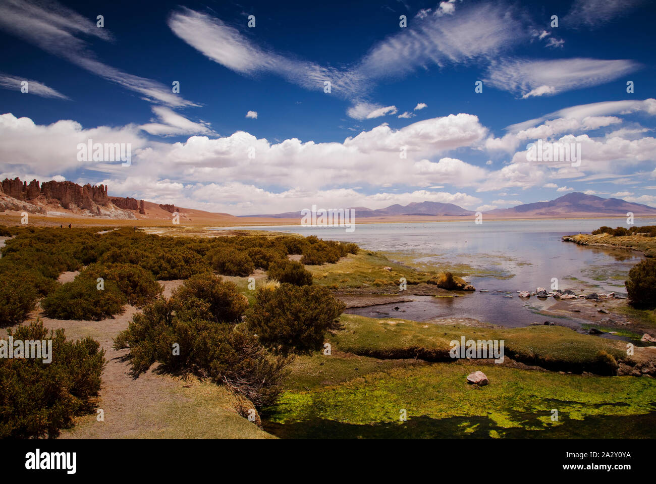 Les zones humides en Salar de Tara, désert d'Atacama, Chili Banque D'Images