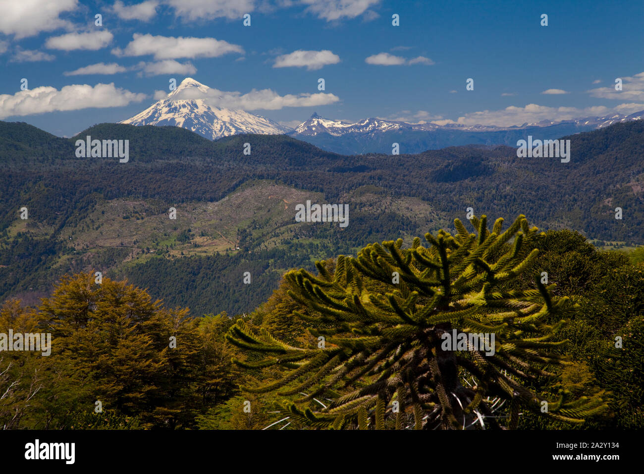 Monkey Puzzle arbres, Araucaria araucana, vu du point de vue dans El Cani Sanctuary, près de Pucon. Banque D'Images